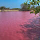 Efecto atípico cambia en color rosa la laguna La Escobilla en Tonameca