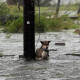 Sancionarán a ciudadanos que dejen a sus mascotas amarradas bajo la lluvia