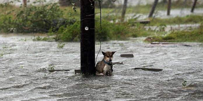 Sancionarán a ciudadanos que dejen a sus mascotas amarradas bajo la lluvia | El Imparcial de Oaxaca