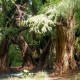 ¿Qué es el ahuehuete? El árbol más reconocido en Oaxaca y la especie elegida para vivir en la glorieta de la palma