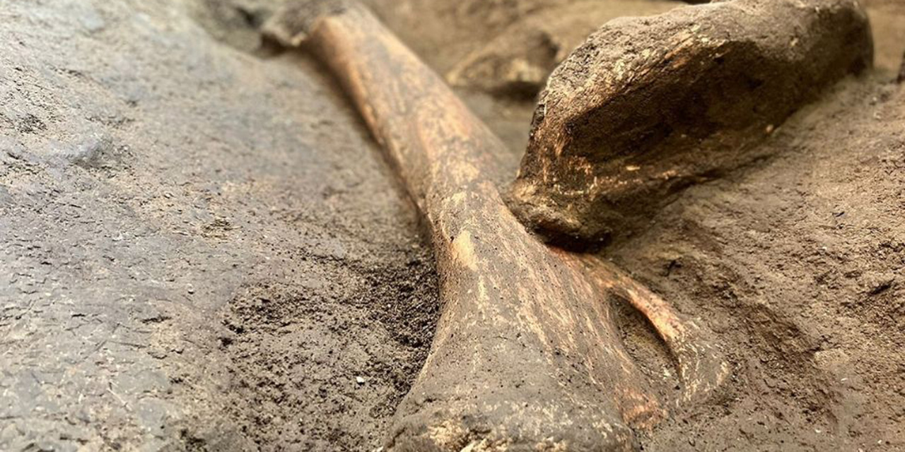 Hallan restos de un mamut gigante en el patio de una casa | El Imparcial de Oaxaca
