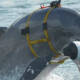 Delfines protegen base rusa en Crimea, ¿son el arma secreta en la guerra contra Ucrania?