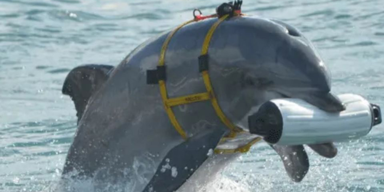 Delfines protegen base rusa en Crimea, ¿son el arma secreta en la guerra contra Ucrania? | El Imparcial de Oaxaca