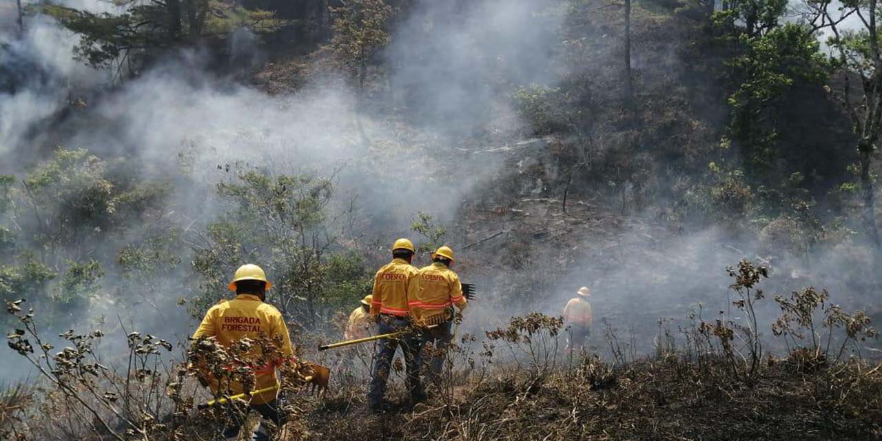 Más de 7,000 hectáreas de bosques arden en Oaxaca | El Imparcial de Oaxaca