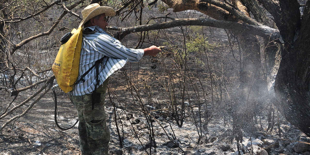 En 4 años, 644 incendios; 2019, el ciclo más letal | El Imparcial de Oaxaca