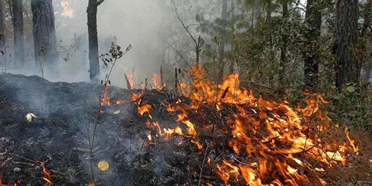Fuera de control incendio forestal en Tamazulápam | El Imparcial de Oaxaca