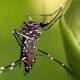 Acumula Oaxaca 11 casos nuevos de dengue