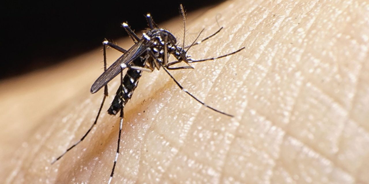 Notifican otros seis casos de dengue en Oaxaca; suman 86 | El Imparcial de Oaxaca