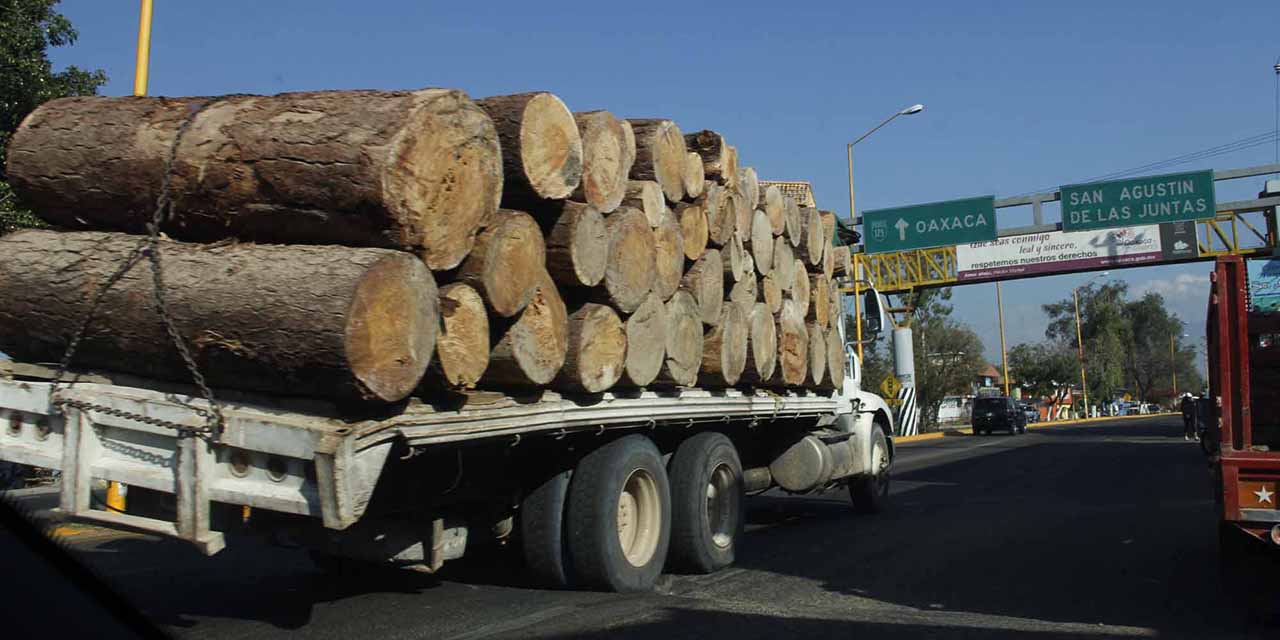 Crece tráfico de madera y especies protegidas | El Imparcial de Oaxaca