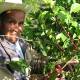 Abandonan legisladores y líderes a cafeticultures de Huautla