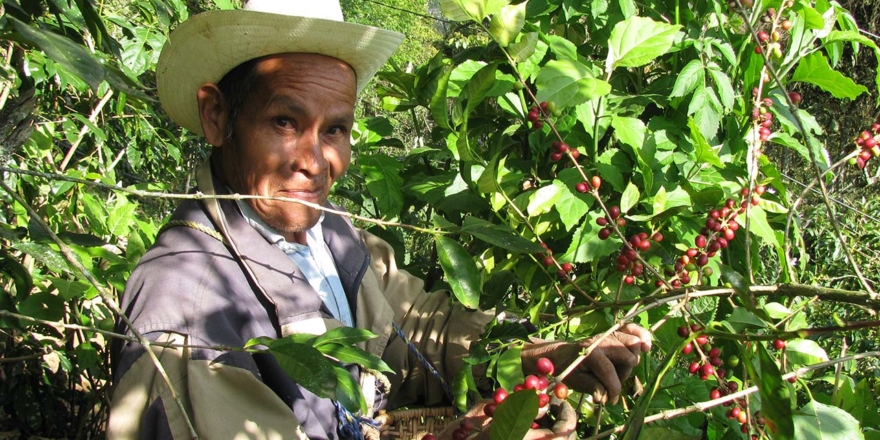 Abandonan legisladores y líderes a cafeticultures de Huautla | El Imparcial de Oaxaca