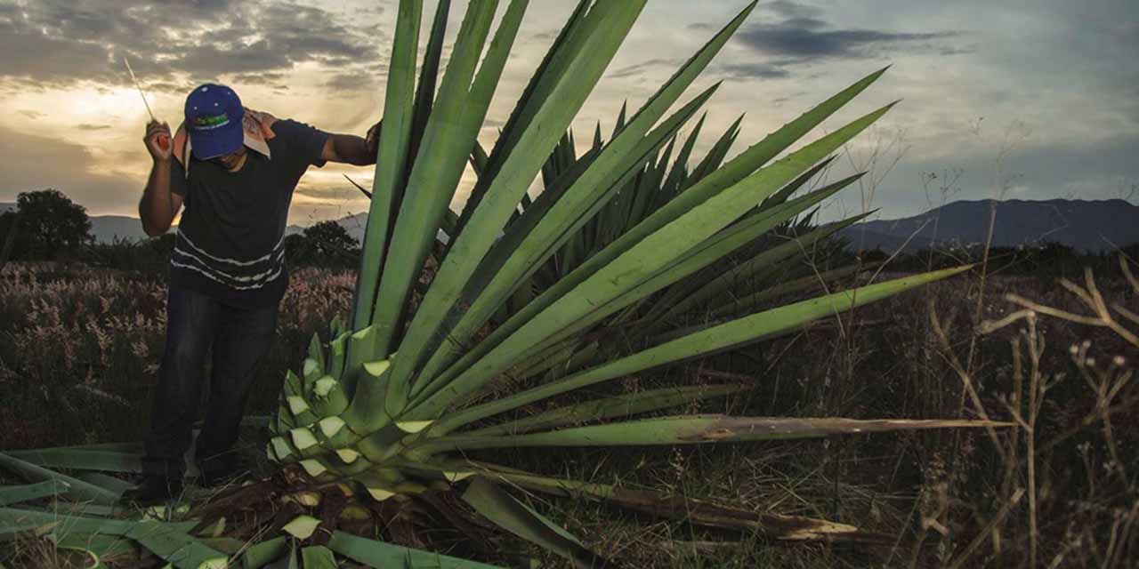Se recupera sector mezcalero: productores | El Imparcial de Oaxaca