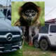 FOTO: Fallece mono araña vestido de sicario en balacera