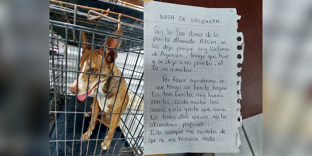 Con una emotiva carta víctima de violencia abandona a su perrita en una veterinaria | El Imparcial de Oaxaca