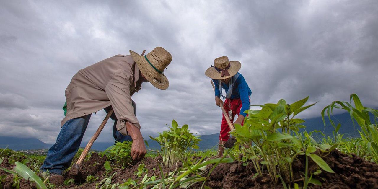 Inician campesinos con siembra de temporal | El Imparcial de Oaxaca