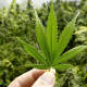 Insisten en el beneficio económico de legalizar el cannabis