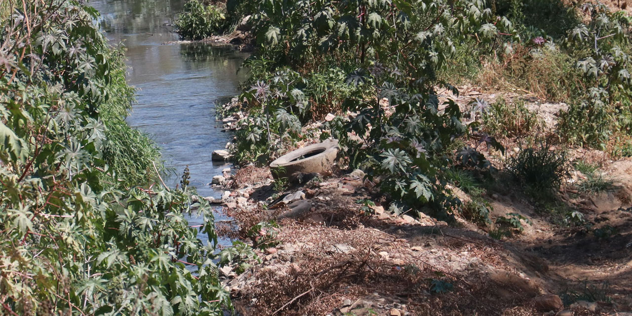 Aguas negras, arbolado plagado, basura, los peligros ambientales | El Imparcial de Oaxaca