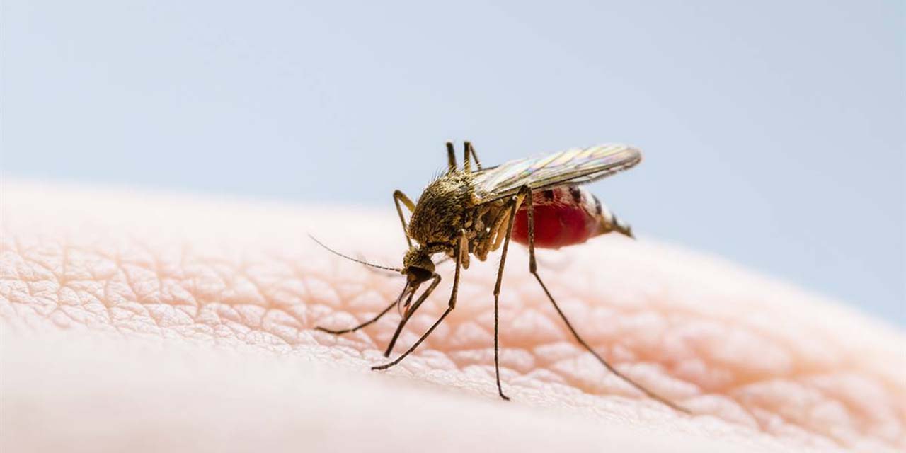 Reportan 12 nuevos casos de dengue en una semana | El Imparcial de Oaxaca
