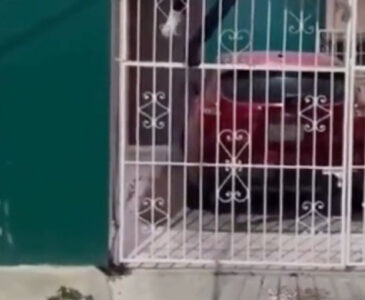 (VIDEO) Presunto ladrón agoniza al quedar clavado en la reja de una casa en Campeche