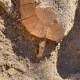 Descubren los restos de una tortuga con un huevo en las ruinas de Pompeya