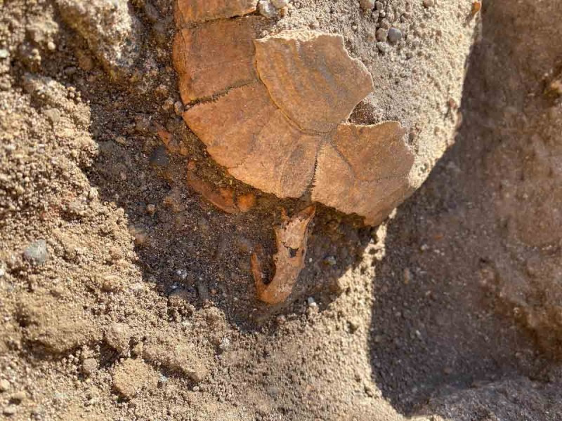 Descubren los restos de una tortuga con un huevo en las ruinas de Pompeya | El Imparcial de Oaxaca