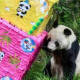 Muere la panda más longeva de Chapultepec; Shuan Shuan tenía 35 años
