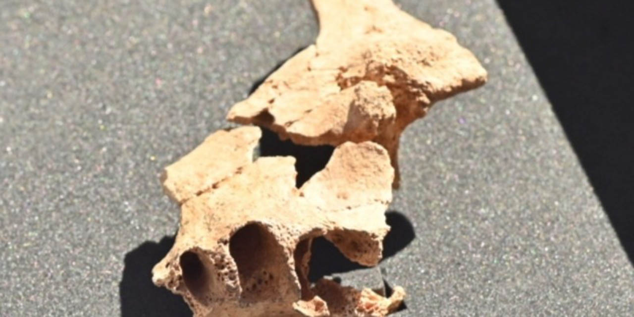 Hallan fósil humano que tendría 1.4 millones de años