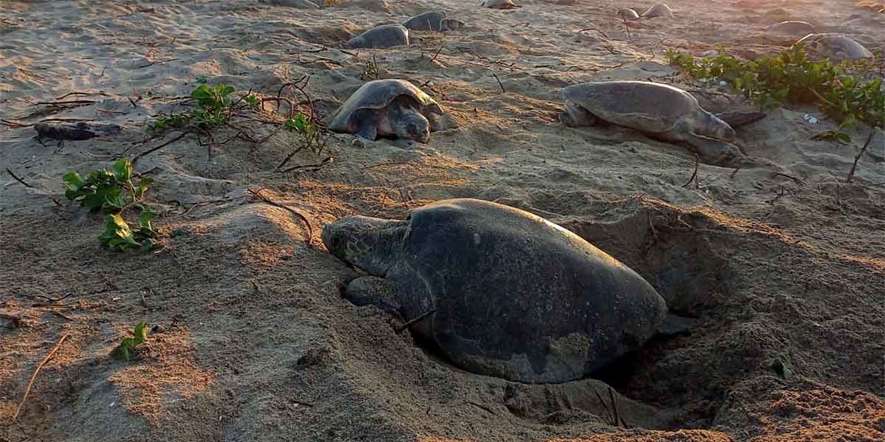 Registran segunda anidación de la tortuga golfina | El Imparcial de Oaxaca