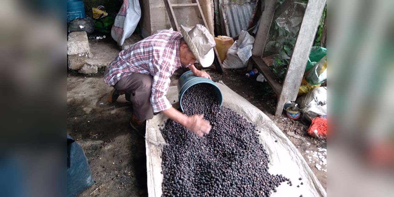 Cafeticultores mazatecos carecen de un beneficio seco del aromático | El Imparcial de Oaxaca
