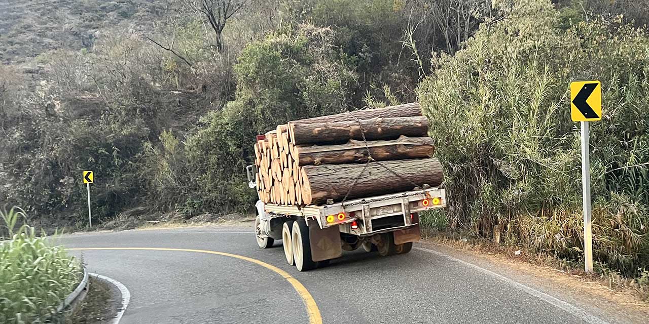 Invisible la tala ilegal para las autoridades | El Imparcial de Oaxaca
