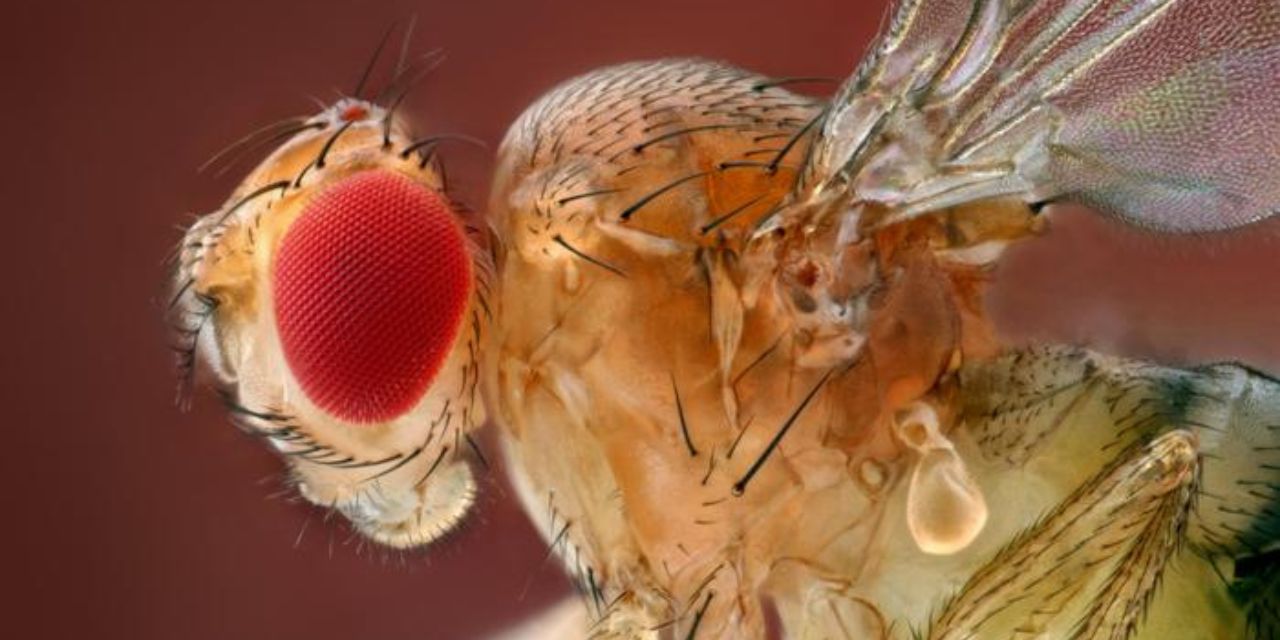 Científicos “hackean” el cerebro de moscas de la fruta y logran controlar sus alas a distancia | El Imparcial de Oaxaca