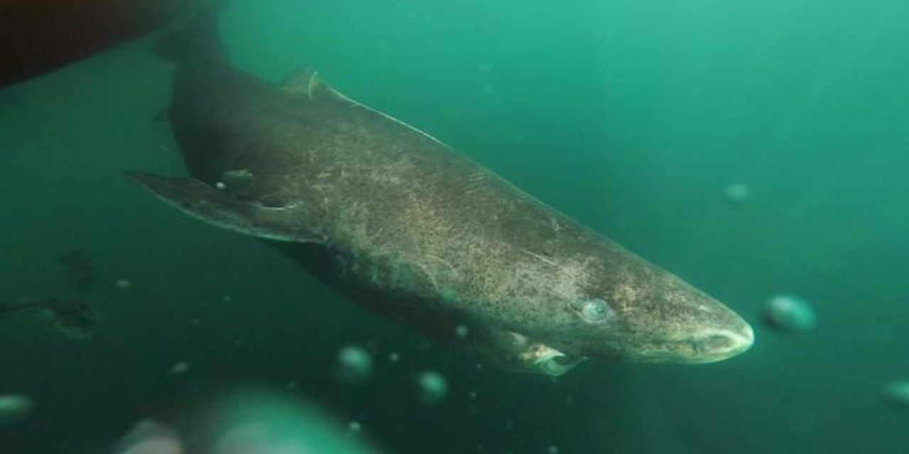 Encuentran  a un tiburón del Ártico en aguas cálidas de Belice | El Imparcial de Oaxaca