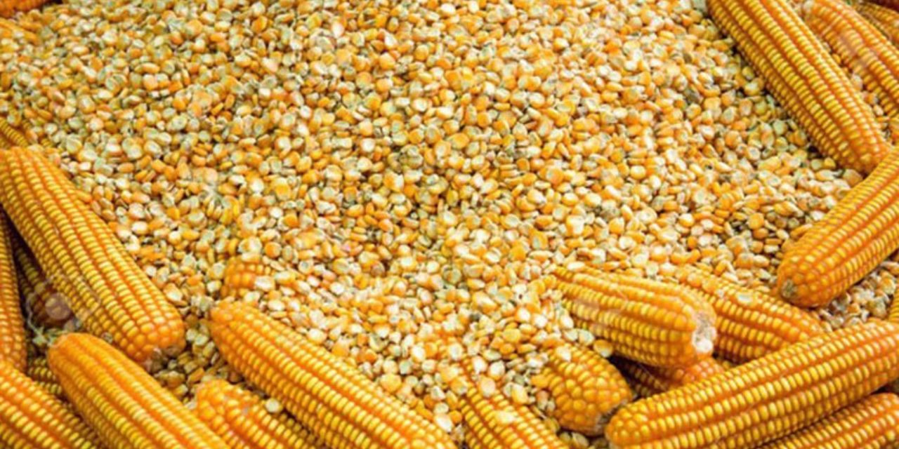Se dispara precio del maíz en la Mixteca | El Imparcial de Oaxaca