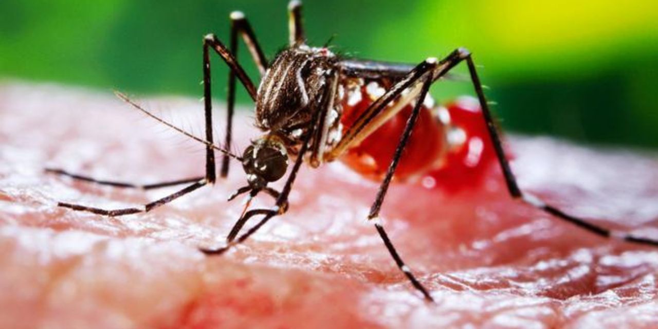 ADN en mosquitos permite resolver un caso de robo en China | El Imparcial de Oaxaca