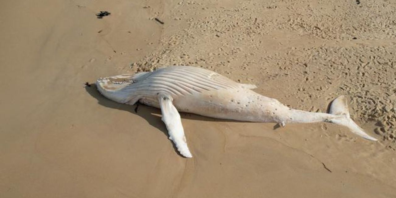Hallan a rara ballena albina muerta en una playa de Australia | El Imparcial de Oaxaca