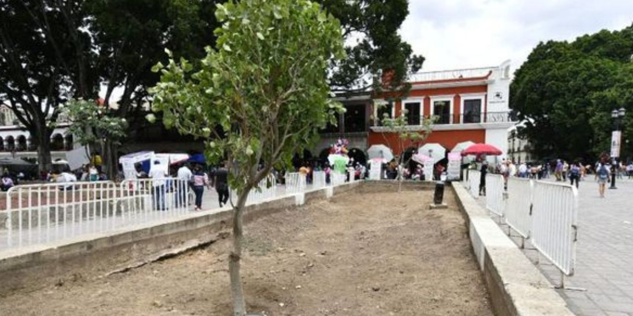 A consulta, ejemplar que sustituirá al laurel; COAO desaprueba laurel e higo | El Imparcial de Oaxaca