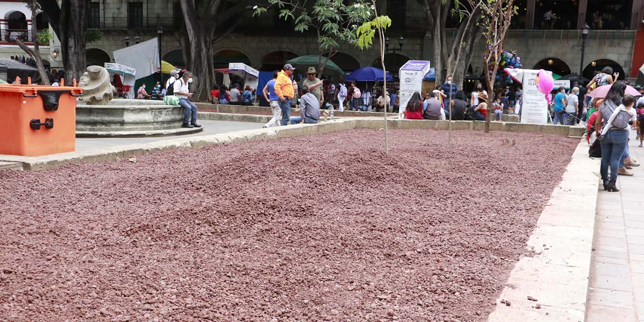 Desaprueban plan para sustituir a laurel caído del zócalo | El Imparcial de Oaxaca