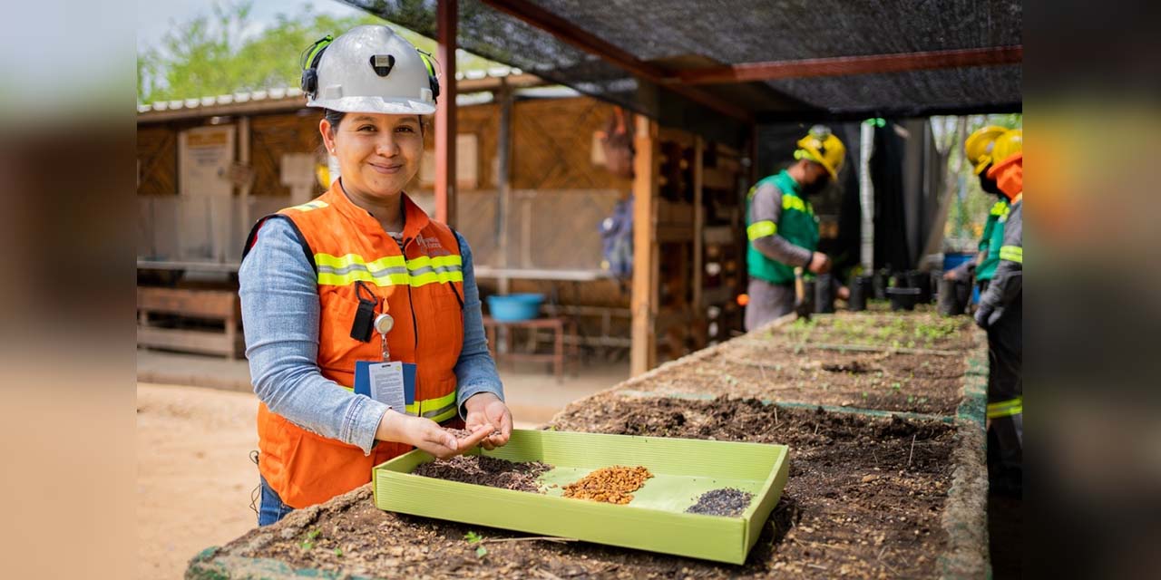 Reforesta Minera Cuzcatlán 430 mil metros cuadrados alrededor de su operación | El Imparcial de Oaxaca