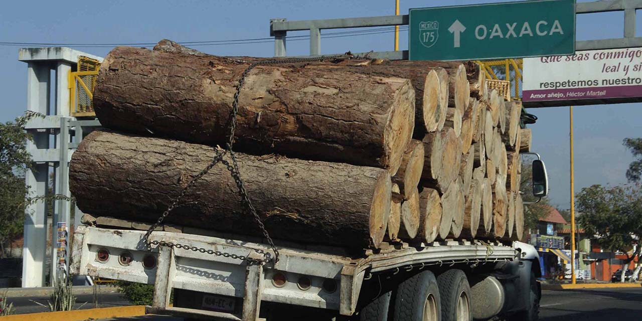 Deforestación pone en riesgo la biodiversidad | El Imparcial de Oaxaca