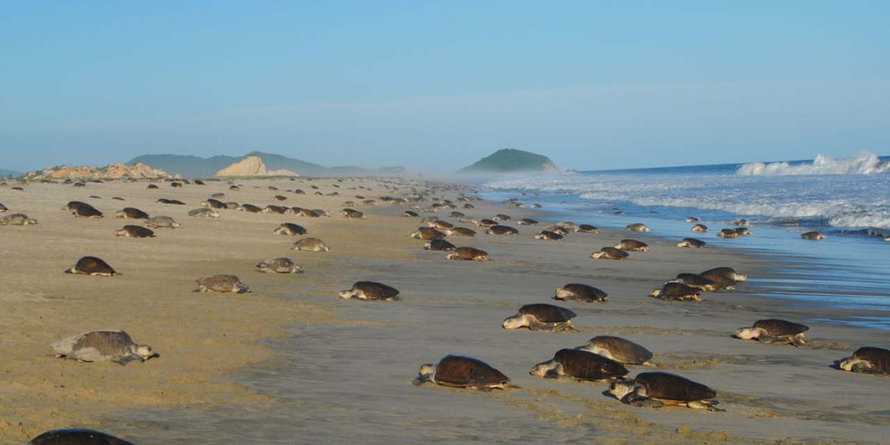 La tortuga golfina, en peligro de extinción | El Imparcial de Oaxaca