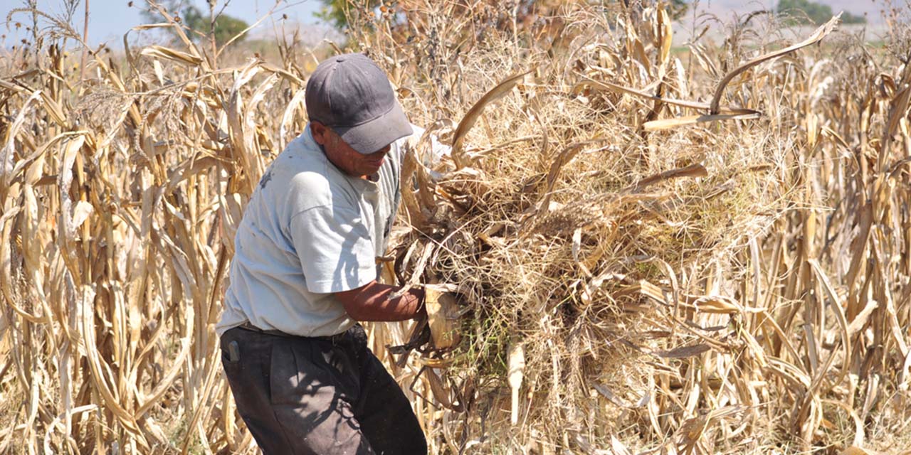 Aumentan fertilizantes 200%; cae 40% la cosecha | El Imparcial de Oaxaca