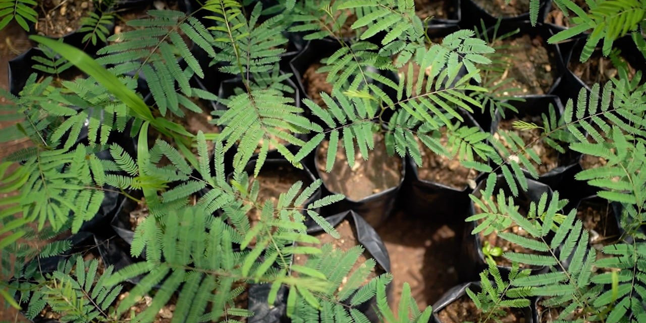 Minera Cuzcatlán reforesta 430 mil metros cuadrados alrededor de su Operación