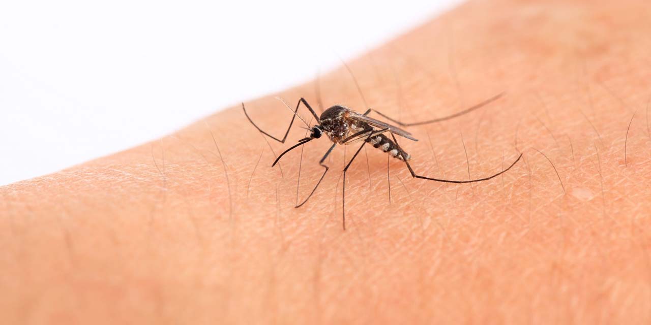 Reportan 5 nuevos casos de dengue en Oaxaca | El Imparcial de Oaxaca