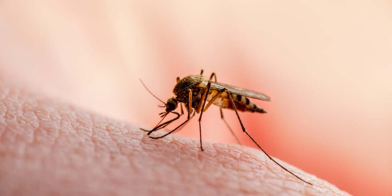 Notifican dos muertes más por dengue | El Imparcial de Oaxaca