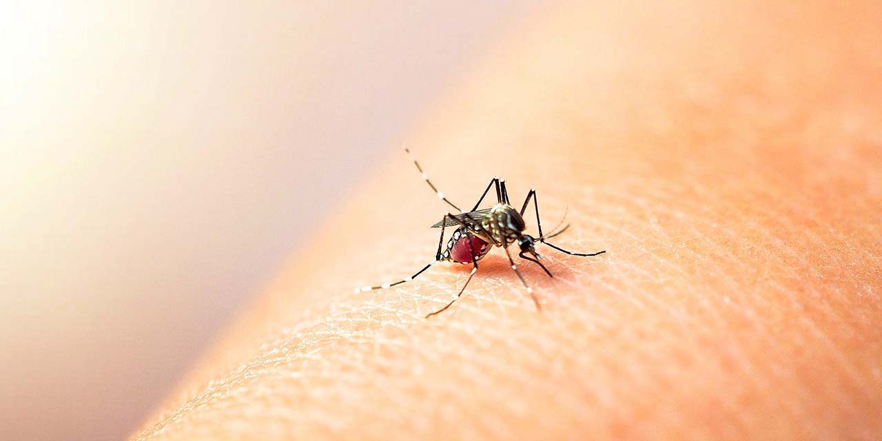 Avanza el dengue en Oaxaca; quinta entidad por incidencia | El Imparcial de Oaxaca