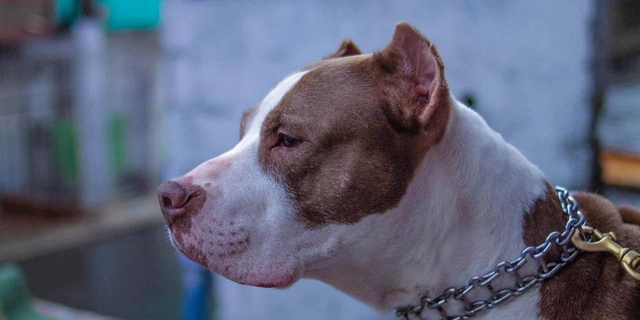 Familia asesinó a tiros a su vecina porque su pitbull mató a su mascota