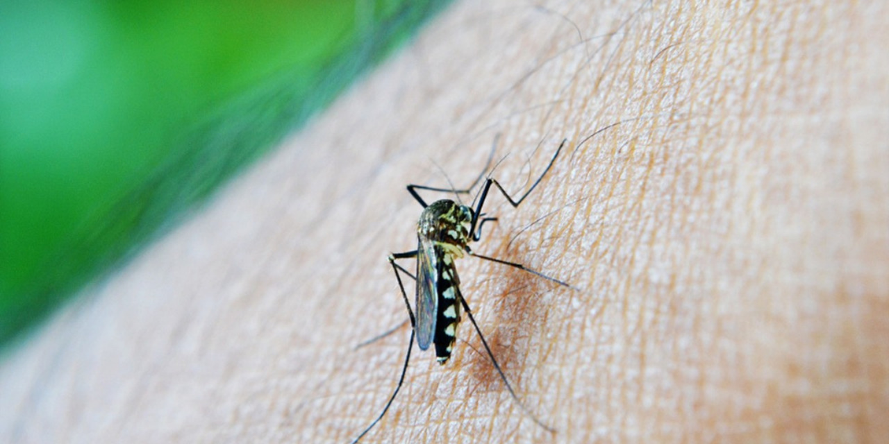 Se supo: esta es la razón por la que los mosquitos pican más a una persona que a otra
