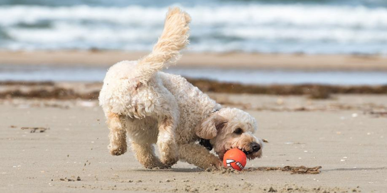 3 razas de perros que aman la playa | El Imparcial de Oaxaca