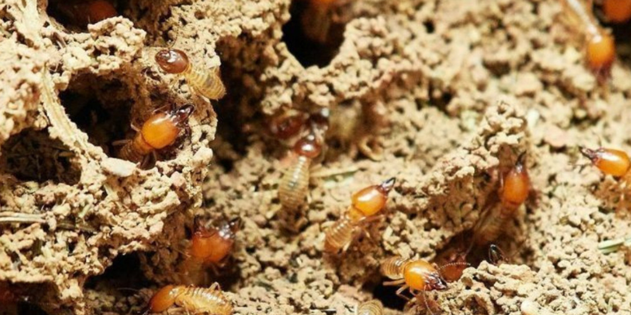Este es el truco definitivo para eliminar las termitas de tu hogar | El Imparcial de Oaxaca