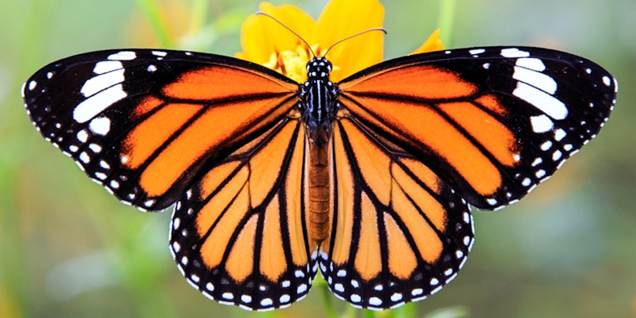 La mariposa monarca entra en la lista roja de especies amenazadas | El Imparcial de Oaxaca